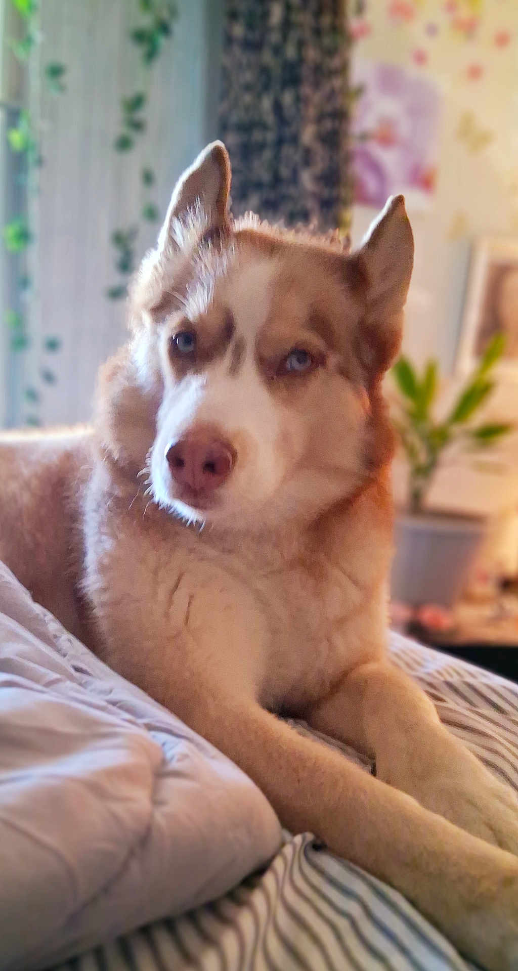Dakota