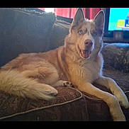 Dakota is registered to the contest to win money with this photo: animal, blue_eyes, canine, close_up, comfort, couch, dog, domestic_animal, ears, fluffy, fur, furniture, husky, indoor, living_room, lying_down, pet, relaxed, smiling, tail