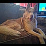 animal, blue_eyes, canine, close_up, comfort, couch, dog, domestic_animal, ears, fluffy, fur, furniture, husky, indoor, living_room, lying_down, pet, relaxed, smiling, tail