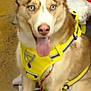 Dakota is registered to the contest to win money with this photo: alert, animal, blue_eyes, brown_and_white, canine, close_up, companion, cute, dog, ears_up, floor, friendly, fur, husky, indoor, leash, pet, sitting, tongue_out, yellow_harness