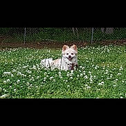 Dobby is registered to the contest to win money with this photo: dog, small_dog, fluffy, outdoor, grass, clover, flowers, greenery, fence, nature, happy, pet, animal, canine, smiling, tongue_out, field, relaxed, daytime, park