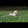 dog, small_dog, fluffy, outdoor, grass, clover, flowers, greenery, fence, nature, happy, pet, animal, canine, smiling, tongue_out, field, relaxed, daytime, park