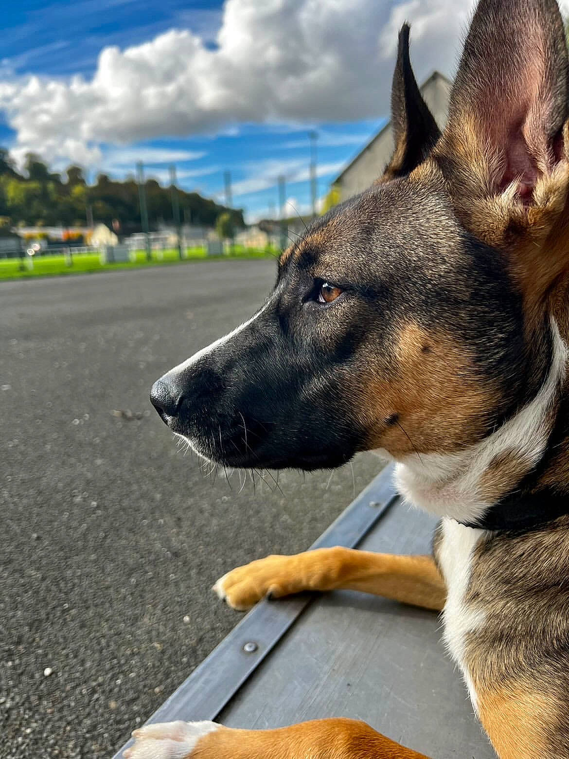Tilya participe au concours pour gagner de l'argent avec cette photo : asphalt, carnivore, cloud, collar, companion_dog, cumulus, dog, dog_breed, dog_collar, fawn, fur, herding_dog, plant, road_surface, sky, snout, tar, tree, whiskers, working_animal