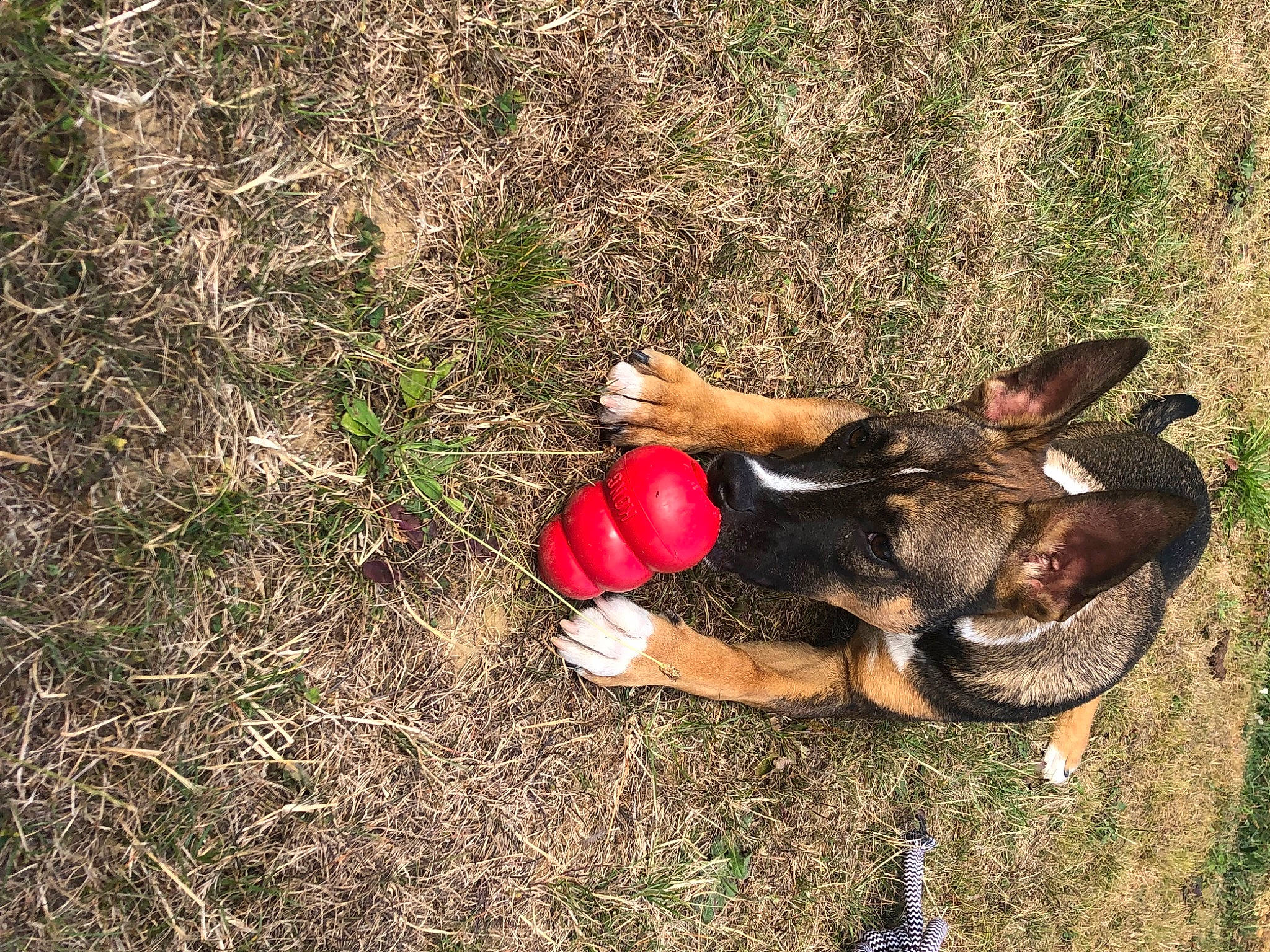 Tilya a rejoint le concours — aidez-le/la à gagner de superbes lots ! adventure, ball, dog_breed, foot, fun, grass, grass_family, happy, human_leg, lawn, leisure, people_in_nature, plant, recreation, shadow, sitting, soil, toy, trunk, wood