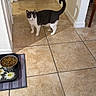 animal, black_and_white_cat, cat, cat_food, doorway, feeding_area, feline, food_bowl, hallway, home, household, indoor, looking_at_camera, mat, pet, portrait, standing, tail_up, tile_floor, white_walls