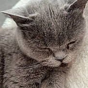 Lilo is registered to the contest to win money with this photo: cat, gray_cat, sleeping, close_up, fur, pet, animal, cozy, blanket, soft_texture, relaxed, whiskers, indoor, cute, mammal, feline, resting, domestic_animal, peaceful, nap