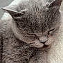 cat, gray_cat, sleeping, close_up, fur, pet, animal, cozy, blanket, soft_texture, relaxed, whiskers, indoor, cute, mammal, feline, resting, domestic_animal, peaceful, nap