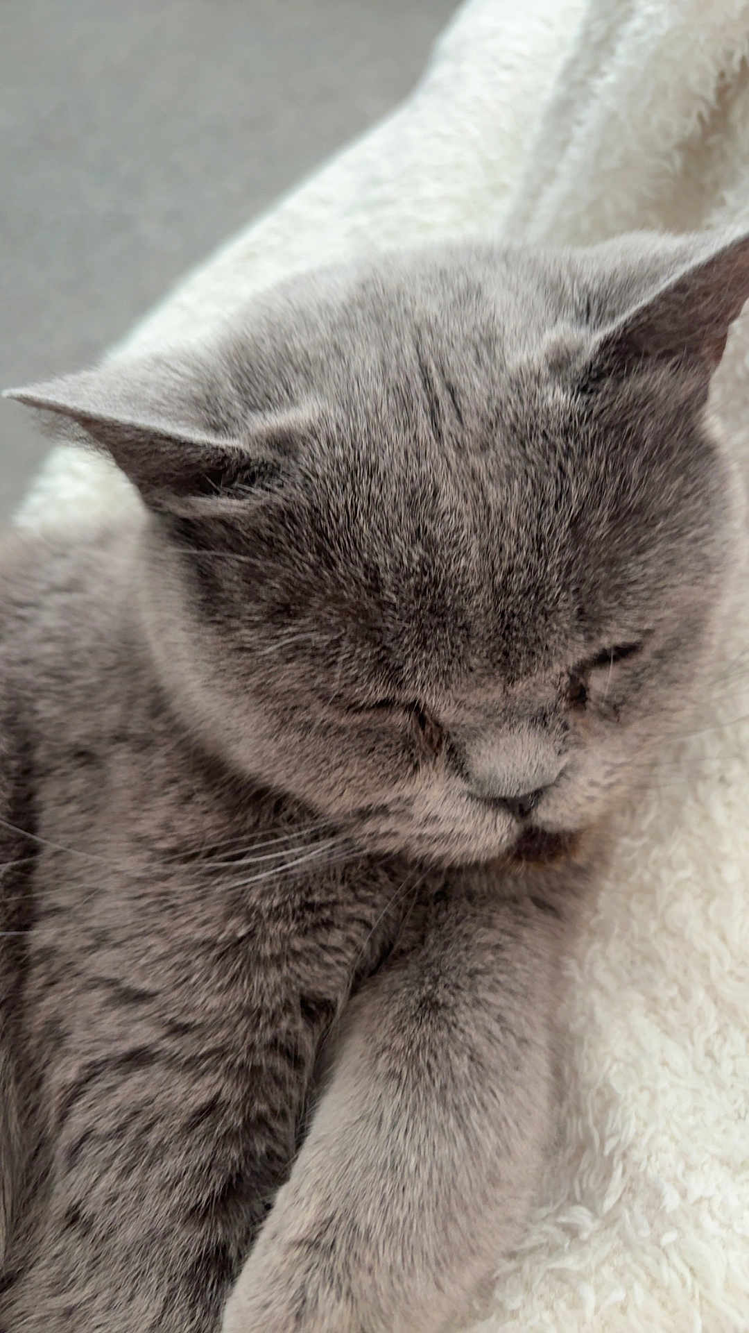 Lilo is registered to the contest to win money with this photo: cat, gray_cat, sleeping, close_up, fur, pet, animal, cozy, blanket, soft_texture, relaxed, whiskers, indoor, cute, mammal, feline, resting, domestic_animal, peaceful, nap