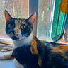 Daisy joined the competition — help win amazing prizes! animal, calico_cat, cat, closeup, colorful, cozy, curious, ears, eyes, face, fur, glass, indoor, natural_light, pet, rainbow, relaxed, texture, whiskers, windowsill