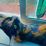Daisy joined the competition — help win amazing prizes! animal, bright, calico_cat, cat, closeup, colorful, curious, fur, glass, green_eyes, indoor, pattern, pet, rainbow, reflection, resting, sunlight, texture, whiskers, window