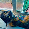 animal, bright, calico_cat, cat, closeup, colorful, curious, fur, glass, green_eyes, indoor, pattern, pet, rainbow, reflection, resting, sunlight, texture, whiskers, window