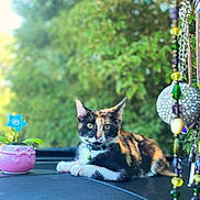 Daisy is registered to the contest to win money with this photo: animal, beads, bell, blurred_background, calico_cat, car_interior, cat, collar, curious, dashboard, decoration, domestic_animal, flower, greenery, lying_down, nature, outdoor, pet, plant_pot, relaxed