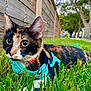 Daisy joined the competition — help win amazing prizes! cat, calico, grass, outdoor, fence, harness, collar, pet, animal, nature, tree, greenery, suburban, closeup, whiskers, ears, eyes, muzzle, relaxing, daylight