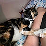Daisy joined the competition — help win amazing prizes! animal, arm, black, calico, cat, comfort, cozy, cute, floral, fur, indoor, orange, paw, person, pet, pillow, relaxing, resting, sleeping, white