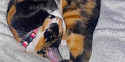 Daisy is registered to the contest to win money with this photo: cat, calico, sleeping, curled_up, blanket, indoor, pet, feline, cozy, resting, collar, soft_texture, white, orange, black, fur, cute, animal, domestic, relaxed