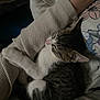 arm, blanket, cat, closeup, comfort, cozy, cute, domestic_animal, feline, human, indoor, kitten, pet, relaxed, resting, sleeping, snuggling, striped_fur, sweater, white_paw