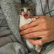 Lucky is registered to the contest to win money with this photo: animal, blanket, cat, claw, closeup, comfort, cozy, cute, expression, feline, fur, hand, indoor, kitten, paw, pet, resting, ring, small, soft