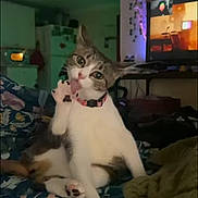 Lucky joined the competition — help win amazing prizes! animal, bed, blanket, cat, collar, cozy, curious, cute, domestic, floral_pattern, furniture, head_tilt, indoor, licking, paw, pet, relaxed, room, soft_lighting, television