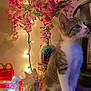 cat, closeup, colorful, cozy, curious, decorations, domestic_animal, fairy_lights, feline, flowers, indoor, kitten, ornaments, pet, pink_flowers, plant, soft_lighting, table, vase, young_animal