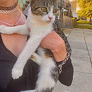 Lucky joined the competition — help win amazing prizes! cat, tabby_cat, person, holding, outdoor, sidewalk, autumn, tree, bracelet, necklace, choker, street, house, paw, fur, daytime, curious, animal, pet, human