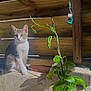kitten, cat, tabby, plant, glass_jar, roots, green_leaves, sunlight, shadow, wooden_fence, concrete, floor_tiles, pink_collar, outdoor, pet, curious, nature, home_garden, daylight, small_animal