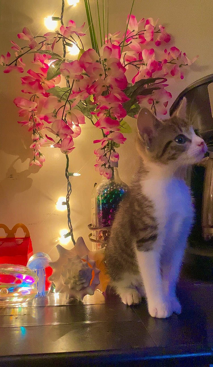 animal, cat, colorful, curious, cute, decoration, feline, flower, home_decor, indoor, kitten, lights, pet, pink_flower, shell, still_life, string_lights, table, vase, young_cat
