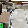 kitten, cat, playful, cardboard_box, biting, tiled_floor, paw, whiskers, indoor, pet, young_cat, curious, squinting, animal, feline, brown_tabby, white_fur, cute, small, home