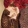 animal, blanket, cat, cozy, curled_up, cute, domestic_cat, fur, indoor, mammal, patterned_blanket, peaceful, pet, red_cloth, relaxed, resting, sleeping, soft, tabby, whiskers
