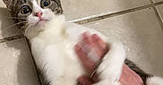 Lucky joined the competition — help win amazing prizes! animal, cat, claw, cute, domestic, floor, fur, gray, grip, hand, human, indoor, interaction, paw, pet, playful, playing, tile, white, wide_eyes