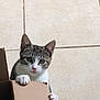 kitten, cat, cardboard_box, tile_floor, paw, curious, pet, animal, indoor, young_cat, whiskers, cute, playful, fur, small, domestic_cat, looking_up, claws, muzzle, ears