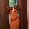 Lucky joined the competition — help win amazing prizes! adorable, animal, cat, collar, curious, curtains, cute, domestic, ears, feline, indoor, looking_up, paws, pet, sitting, soft_lighting, tabby, whiskers, white_fur, window
