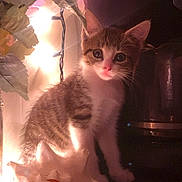 Lucky joined the competition — help win amazing prizes! kitten, cat, seashell, flowers, pink, light, fairy_lights, cute, pet, animal, indoor, soft_light, curious, young_cat, whiskers, table, decor, closeup, feline, cozy