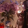 Lucky is registered to the contest to win money with this photo: kitten, cat, flower_bouquet, string_lights, jar, beads, seashell, coffee_machine, table, decor, indoor, pet, curious, collar, purple_flowers, soft_lighting, cozy, night, small_pet, domestic_animal