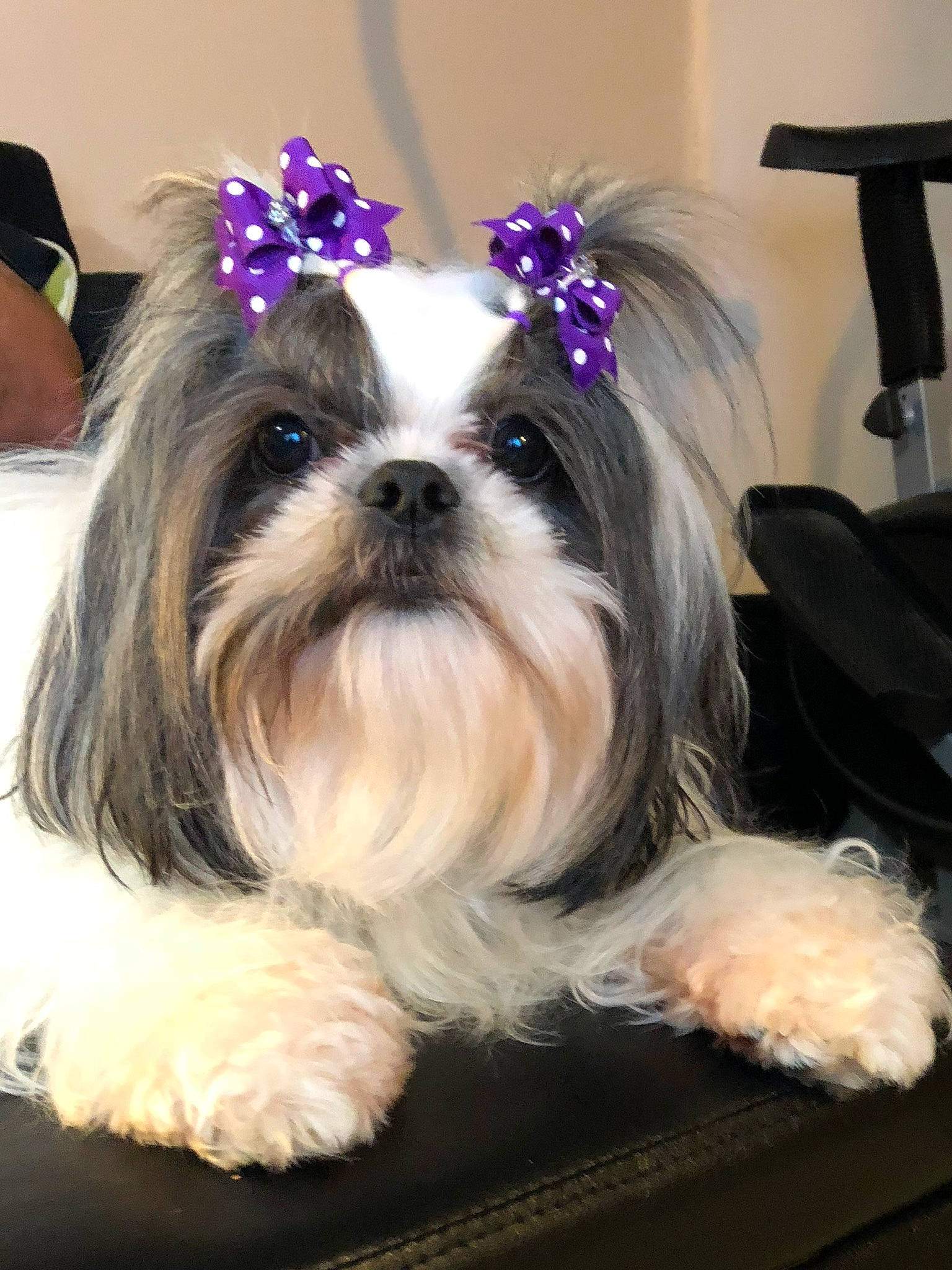 Phoebe Buffay is registered to the contest to win money with this photo: canidae, carnivore, companion_dog, dog, dog_breed, dog_collar, dog_supply, ear, fashion_accessory, fur, liver, mammal, non_sporting_group, pattern, plant, shih_tzu, sporting_group, toy_dog, vertebrate, working_animal