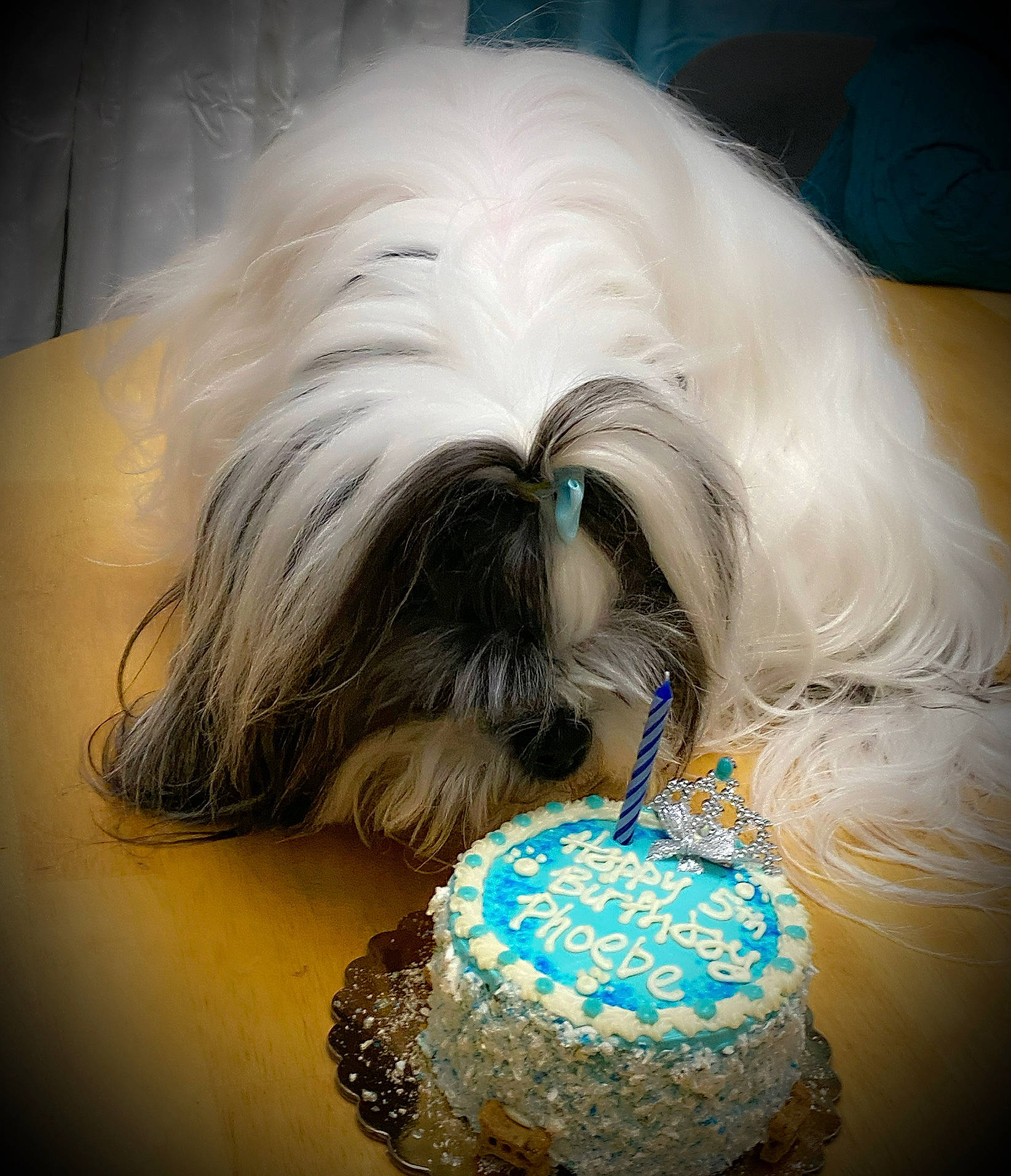 Phoebe Buffay is registered to the contest to win money with this photo: basket, canidae, carnivore, close_up, companion_dog, dog, dog_breed, dog_supply, electric_blue, event, fashion_accessory, feather, fur, home_accessories, liver, shih_tzu, snout, sporting_group, terrier, toy_dog