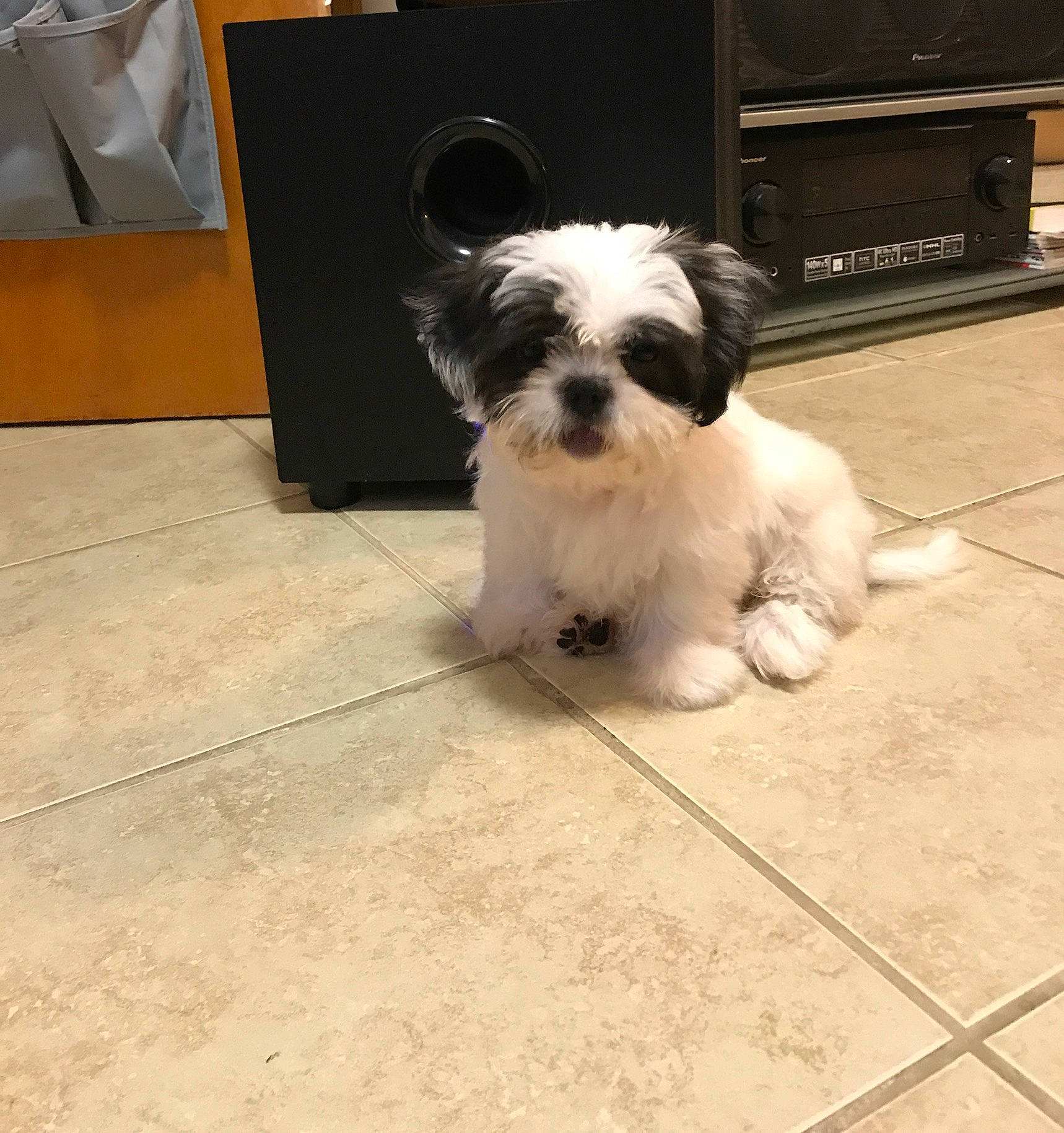 Phoebe Buffay joined the competition — help win amazing prizes! canidae, carnivore, companion_dog, dog, dog_breed, floor, flooring, fur, lighthouse, liver, maltepoo, non_sporting_group, shipping_box, small_terrier, snout, sporting_group, terrier, tile_flooring, toy_dog, working_animal