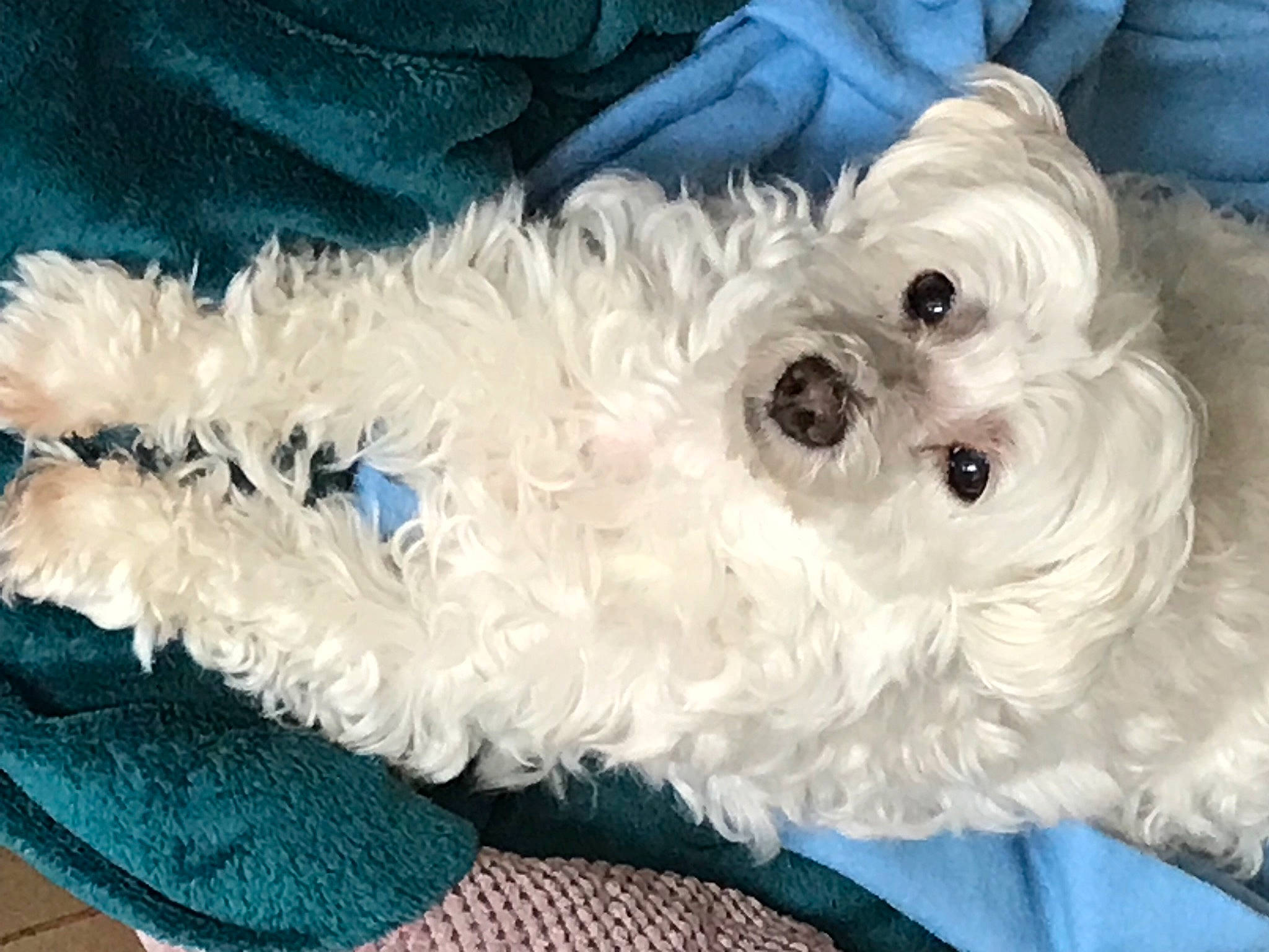 Choupette a rejoint le concours — aidez-le/la à gagner de superbes lots ! canidae, carnivore, companion_dog, dog, dog_breed, dog_supply, electric_blue, fashion_accessory, fur, goggles, pattern, plush, snout, sporting_group, stuffed_toy, sunglasses, terrier, toy, toy_dog, whiskers