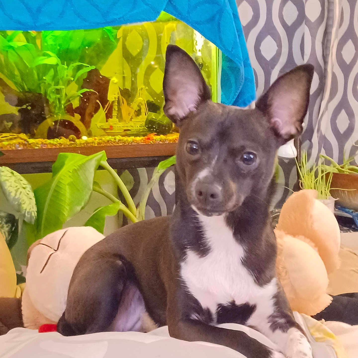 Babygirl joined the competition — help win amazing prizes! animal, bulldog, canine, chihuahua, cushion, dog, herbal, herbs, homedecor, indoors, jar, leaf, pet, plant, planter, pottedplant, pottery, puppy, vase, water