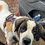 Sativa is registered to the contest to win money with this photo: dog, saint_bernard, wet_fur, muddy, car_door, water_bottle, outdoor, pet, curious, close_up, animal, canine, vehicle, adventure, nature, fur, muzzle, ears, brown_and_white, leash