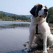Sativa is registered to the contest to win money with this photo: dog, water, river, mud, outdoor, nature, animal, pet, landscape, forest, sky, sitting, canine, fur, wet, calm, peaceful, daytime, scenic, leash