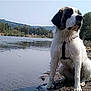 dog, water, river, mud, outdoor, nature, animal, pet, landscape, forest, sky, sitting, canine, fur, wet, calm, peaceful, daytime, scenic, leash