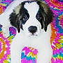 Sativa is registered to the contest to win money with this photo: puppy, dog, animal, pet, lying_down, white_fur, black_fur, cute, tie-dye, blanket, colorful, pattern, indoor, fur, young_dog, looking_up, adorable, companion, domestic_animal, playful