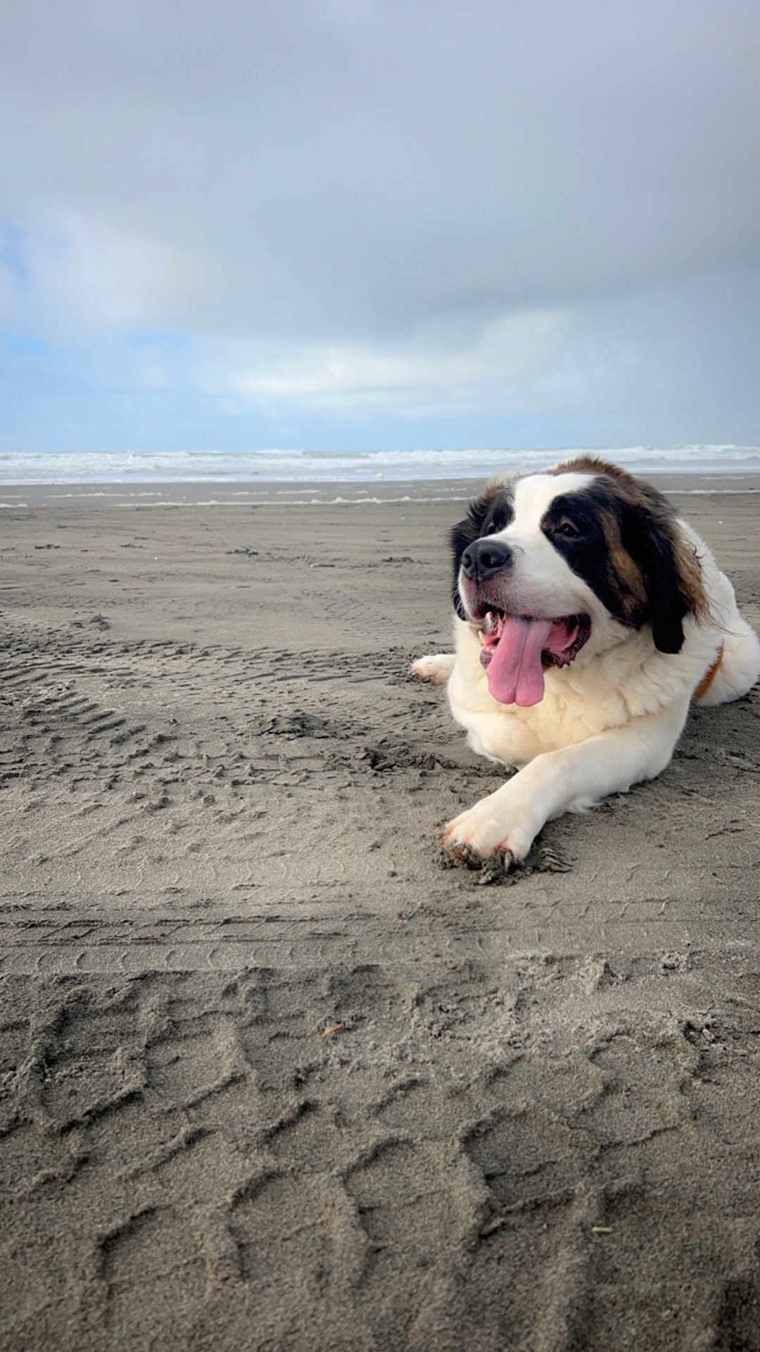 Sativa joined the competition — help win amazing prizes! dog, saint_bernard, beach, sand, tire_tracks, ocean, waves, cloudy_sky, tongue_out, lying_down, pet, animal, outdoor, nature, canine, smiling, fur, mammal, relaxed, daytime