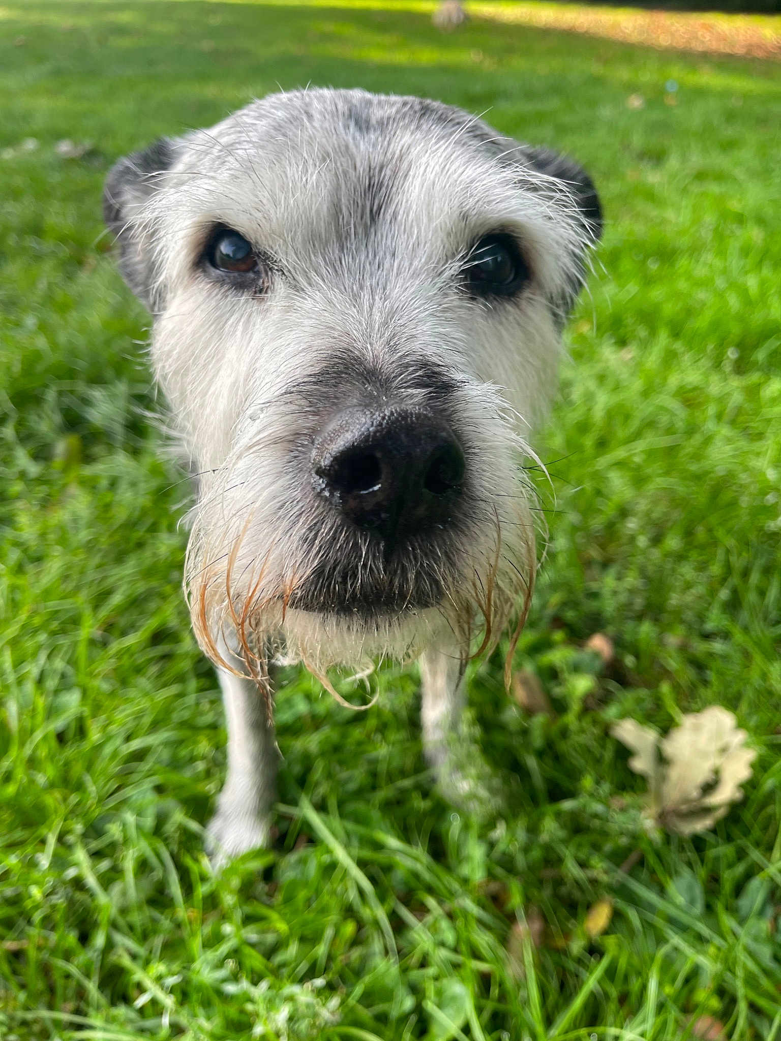 Alfie