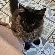 Kahaïa participe au concours pour gagner de l'argent avec cette photo : angora, animal, architecture, blackcat, building, cat, cushion, furniture, homedecor, indoors, interiordesign, kitten, livingroom, manx, pattern, pet, room, slate, tile, wood