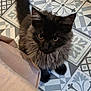 angora, animal, architecture, blackcat, building, cat, cushion, furniture, homedecor, indoors, interiordesign, kitten, livingroom, manx, pattern, pet, room, slate, tile, wood