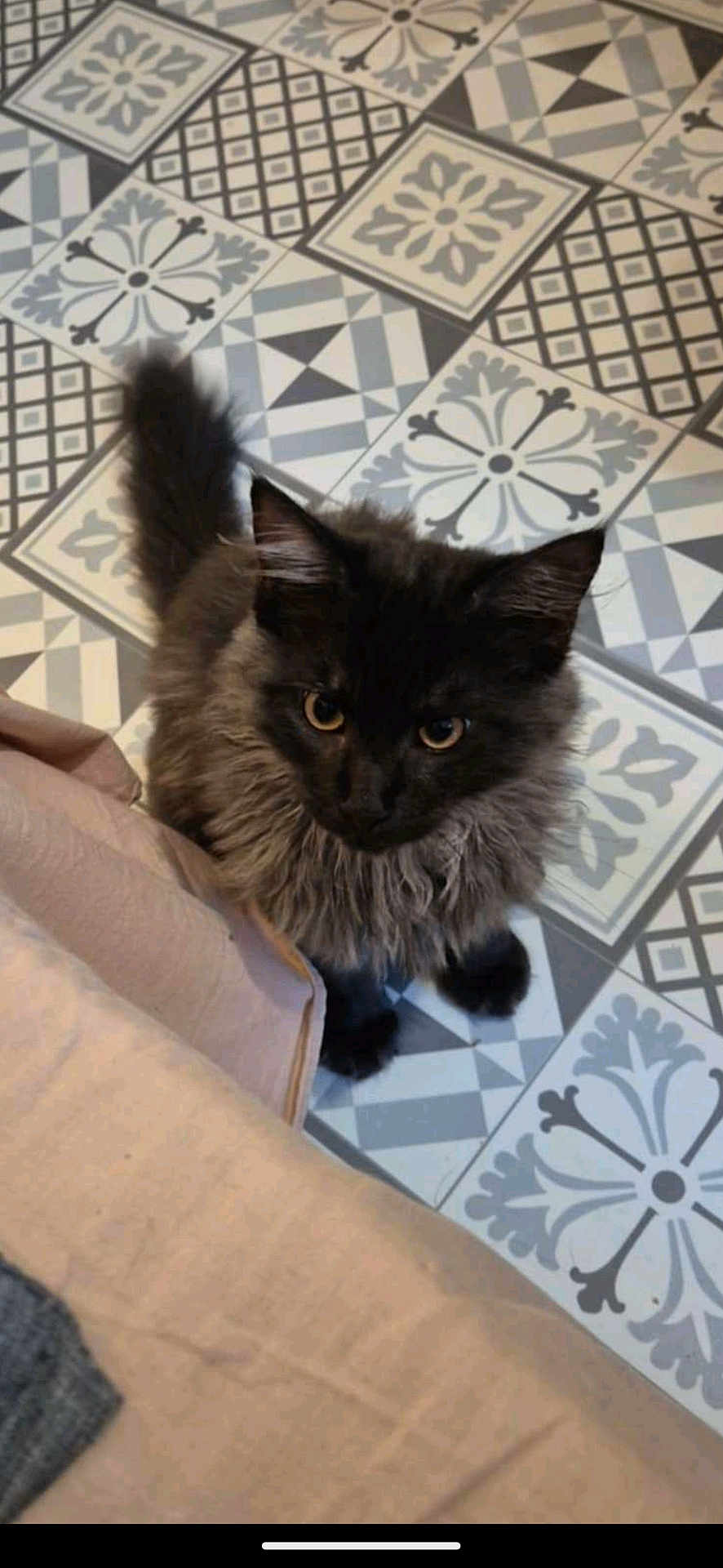 Kahaïa participe au concours pour gagner de l'argent avec cette photo : angora, animal, architecture, blackcat, building, cat, cushion, furniture, homedecor, indoors, interiordesign, kitten, livingroom, manx, pattern, pet, room, slate, tile, wood