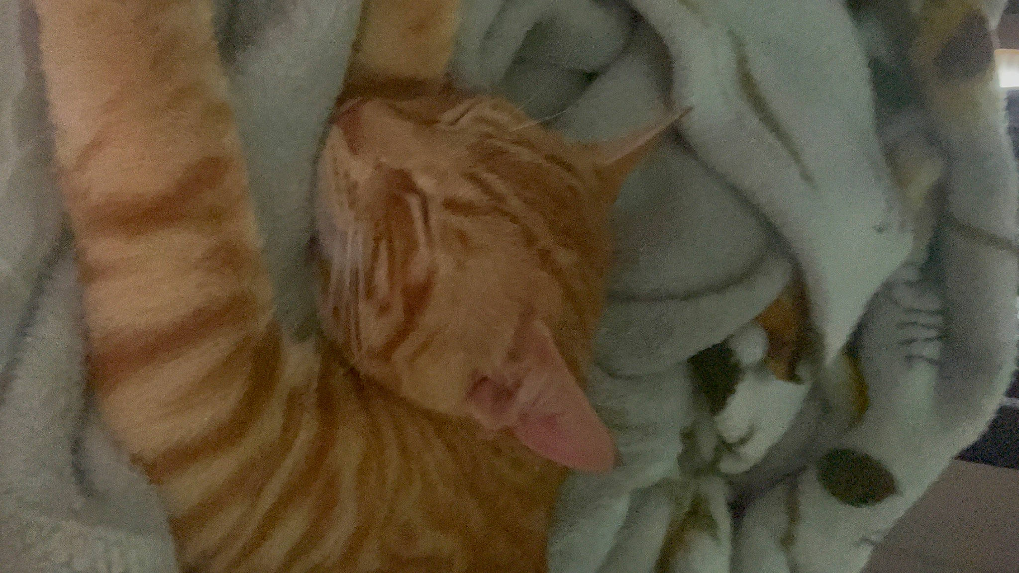 Rip joined the competition — help win amazing prizes! art, cat, comfort, fawn, felidae, flooring, fur, linens, pattern, paw, peach, small_to_medium_sized_cats, tail, thread, visual_arts, whiskers, wood, wool, wrinkle