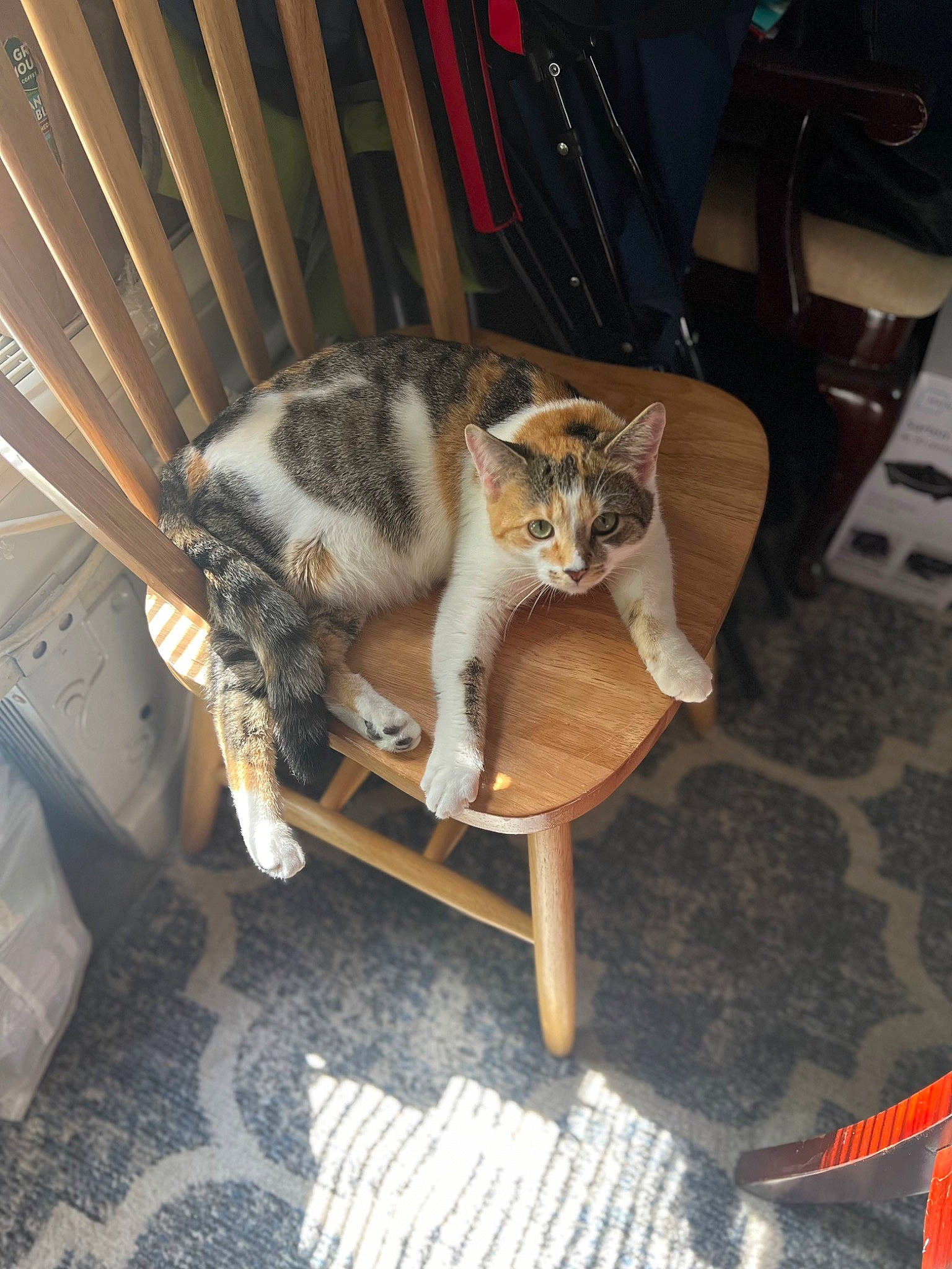Betty joined the competition — help win amazing prizes! carnivore, cat, chair, comfort, domestic_short_haired_cat, felidae, flooring, fur, hardwood, room, small_to_medium_sized_cats, tail, whiskers, wood
