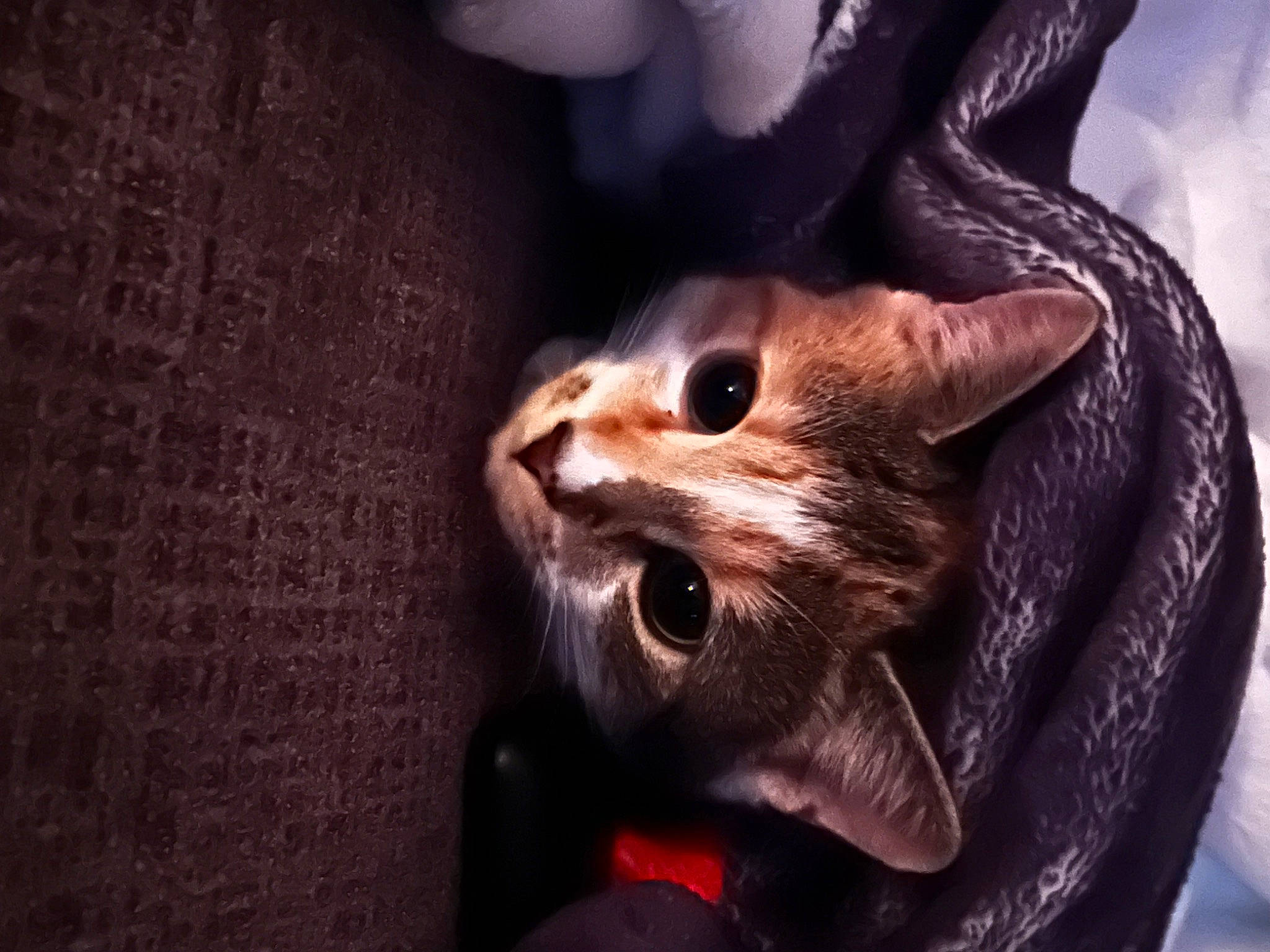 Betty joined the competition — help win amazing prizes! art, canidae, carnivore, cat, claw, darkness, domestic_short_haired_cat, fang, fawn, felidae, fictional_character, fur, gesture, paw, small_to_medium_sized_cats, snout, tail, terrestrial_animal, whiskers, wildlife